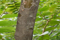 Phyllanthus polyphyllus